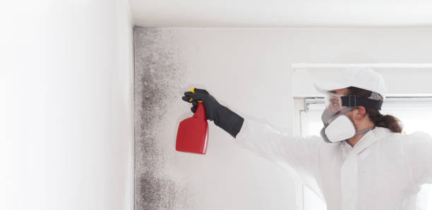 Best Insurance-Related Mold Remediation in Lowell, IN