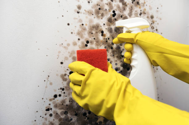 Best White Mold Remediation in Lowell, IN