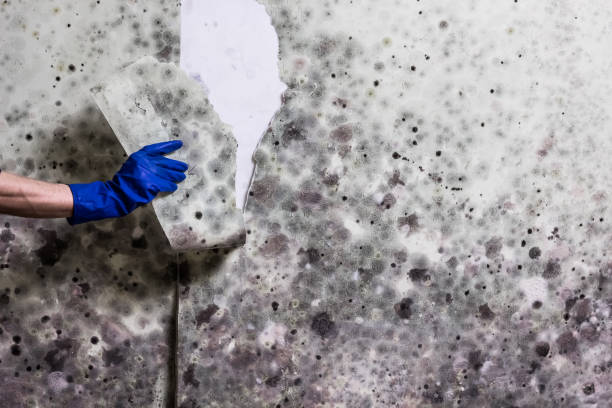 Best Post-Flood Mold Remediation in Lowell, IN